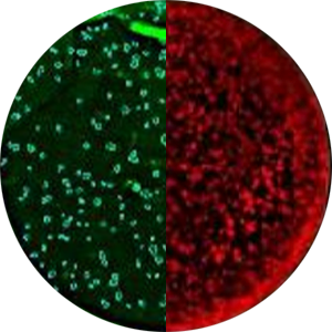 Application Adenovirus
