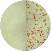 Single cell infection assay Icon