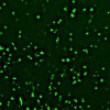Transgene assay Icon