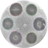 Antibiotic potency USP/PhEur/DIN/BP Petrishes Icon