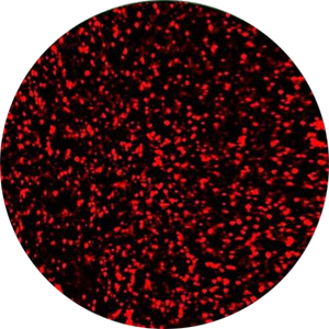 Application RFP-expressed virus infected
