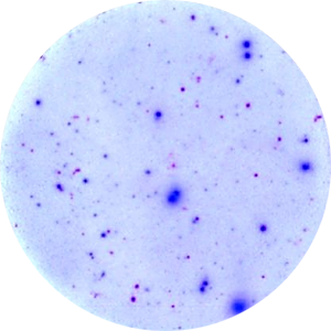 Application Elispot - Enzymatic dual color
