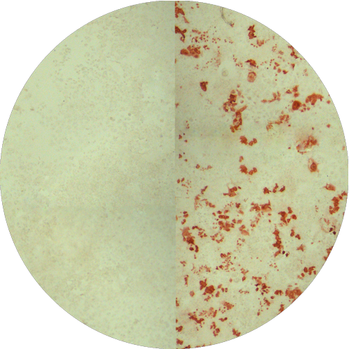 Application Single cell infection assay
