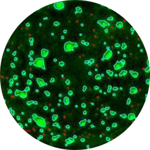 Application Mouse spleen cells mostly lymphocytes stained with FITC-conjugated anti mouse cd45 stain