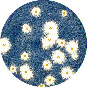 Application CV Plaque assay.Example with large and fuzzy plaques
