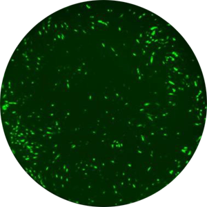 Application MCMV (Murine Cytomegalovirus) greenfluoro remission