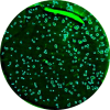 AEC color Icon