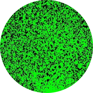 Application GFP/DAPI-expressed virus infected