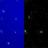 Live/apoptotic cells Icon