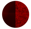 SARS-COV-2 Icon