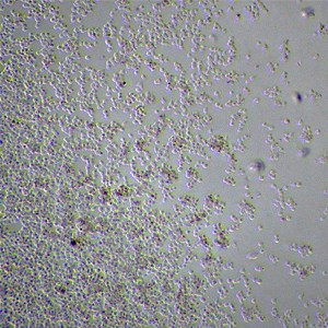 Application Live single cells