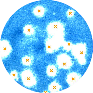 Application Plaque assay: very bright plaques in 24 well plate