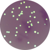 Various colonies in 6 well plates and on 35 mm - 100 mm petridishes Icon