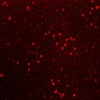 Cell compartment visualization and cell transfection efficiency Icon