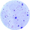 Elispot - Enzymatic dual color Icon